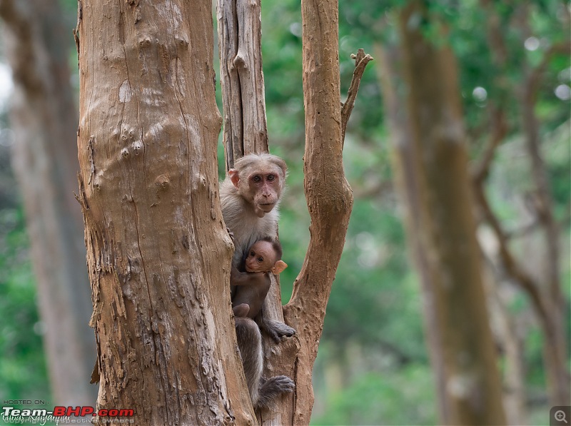 Tadoba Wilderness!-bonnet-macquaq.jpg