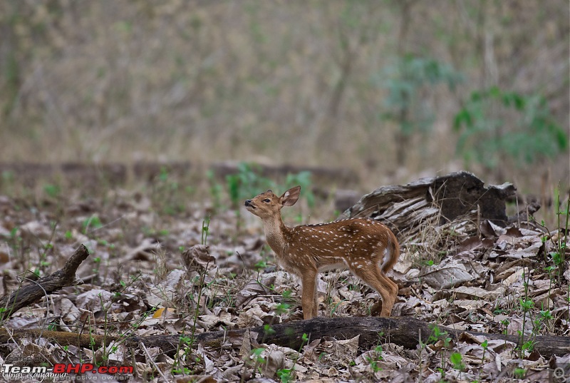 Tadoba Wilderness!-fawn-sniffing.jpg