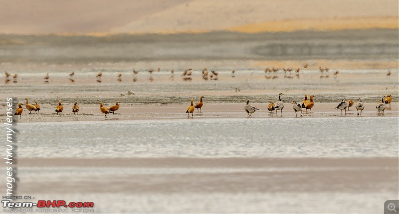 Ladakh - The Second Reckoning-ladakh-2016-26-birds-tso-kar-1.jpg