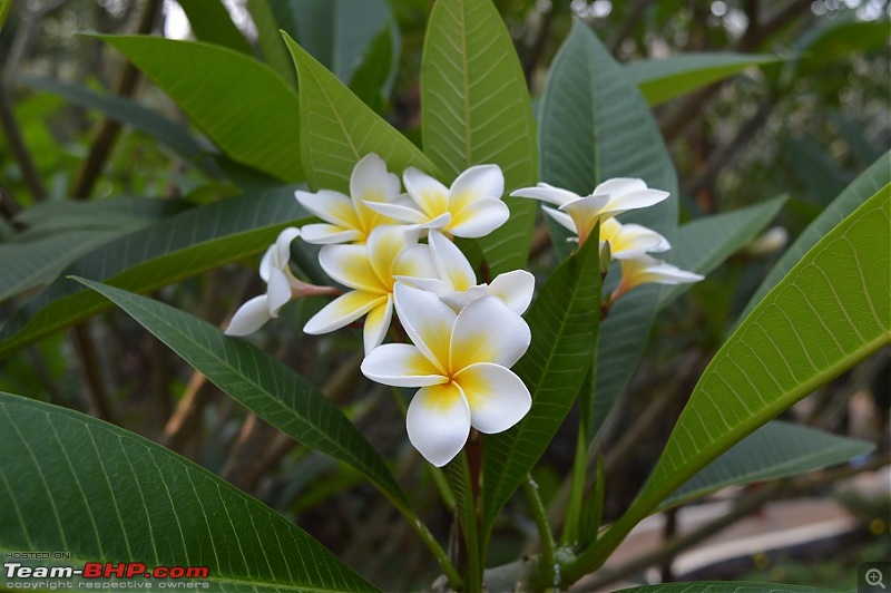 Beating the Summer Heat: Trip to Chikmagalur and Hornadu-dsc_0835.jpg