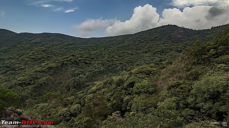 Hyderabad-Ooty in a Duster AWD-1-mushroom-forest-.jpg