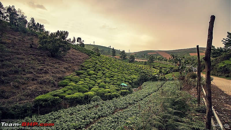 Hyderabad-Ooty in a Duster AWD-2-tea-garden-.jpg