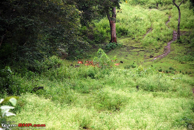 More Pics: Hyd-Bandipur-Madumalai-Nagarahole-view-machan-1.jpg