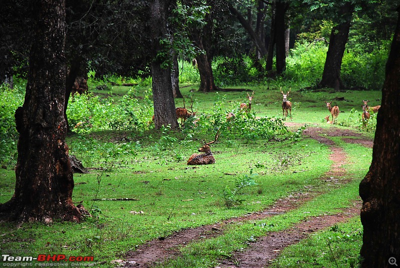 More Pics: Hyd-Bandipur-Madumalai-Nagarahole-drive-6.jpg