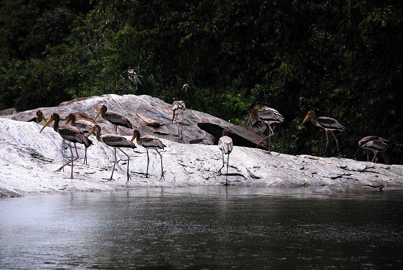 More Pics: Hyd-Bandipur-Madumalai-Nagarahole-march.jpg