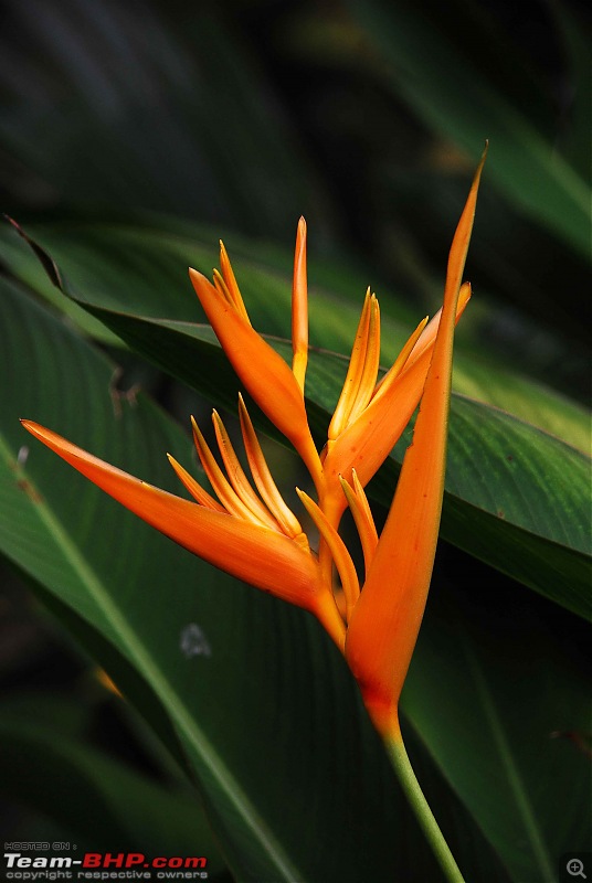 More Pics: Hyd-Bandipur-Madumalai-Nagarahole-flower.jpg