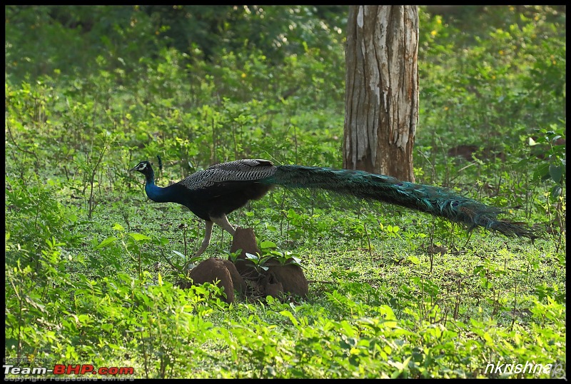 Jungle Retreat Wayanad and Nagarahole-img_7082.jpg