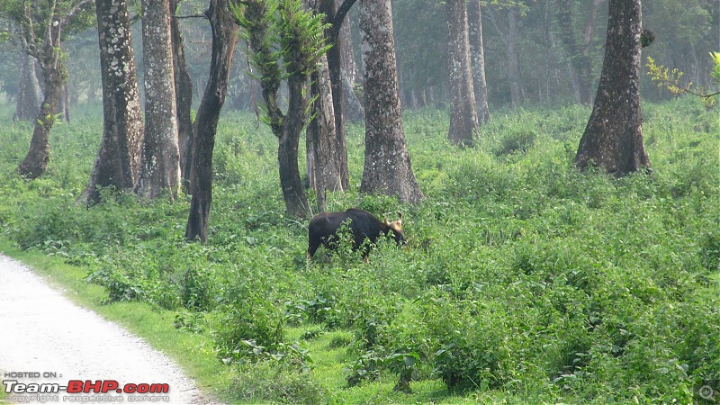 Call of the Wild: 1627 km drive to Jaldapara National Park, Buxa, Jayanti & Phuntsholing (Bhutan)-img_7734.jpg