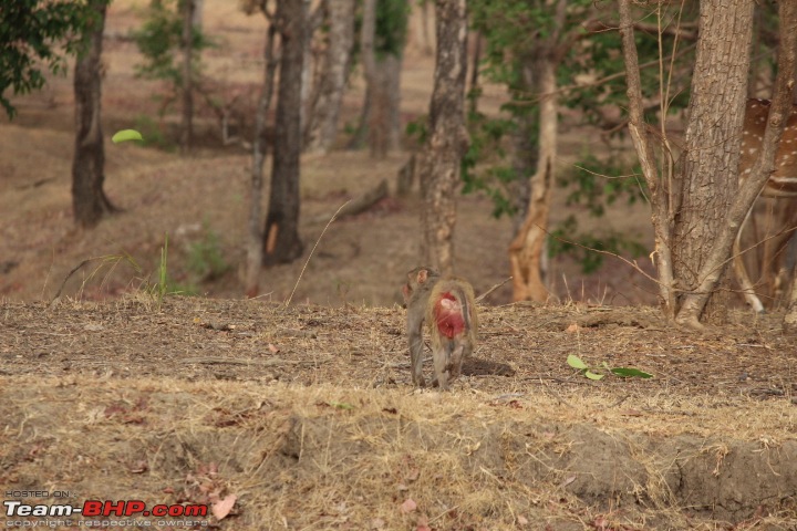 Hyderabad to Pench National Park in a TUV300-img_9073.jpg