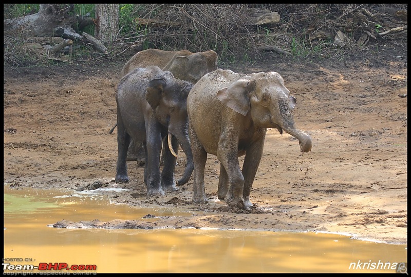 Jungle Retreat Wayanad and Nagarahole-img_7552.jpg