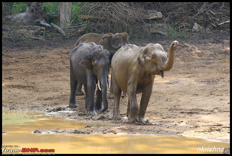 Jungle Retreat Wayanad and Nagarahole-img_7555.jpg