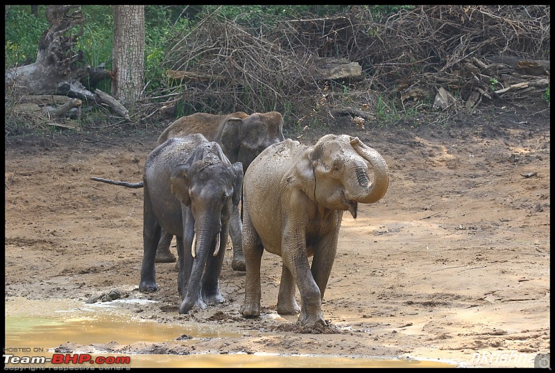 Jungle Retreat Wayanad and Nagarahole-img_7560.jpg