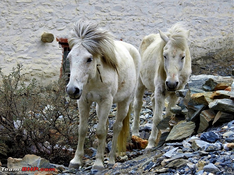 Epic Nepal: The last forbidden kingdom! Upper Mustang & Lo Manthang-dscn0482.jpg