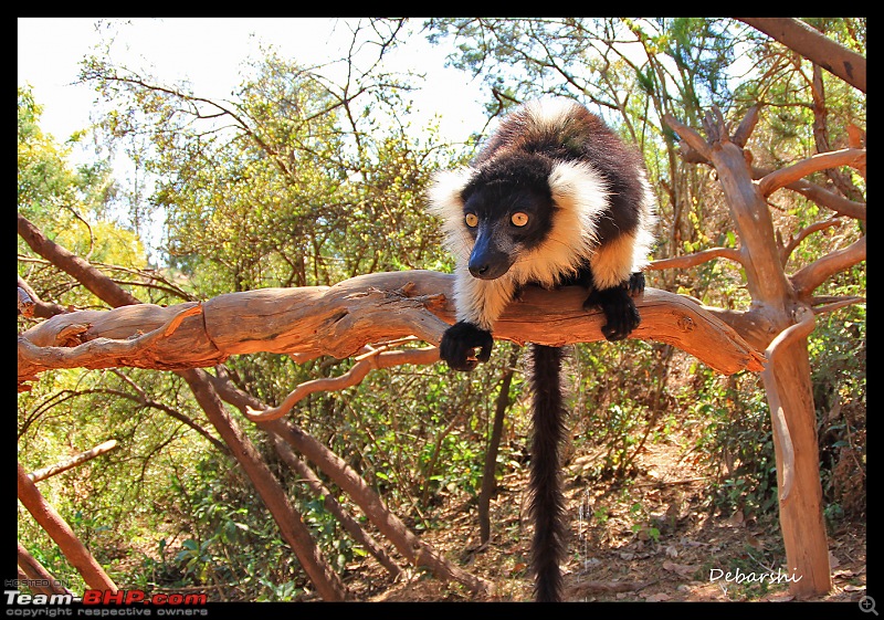 Madagascar: A wilderness experience in the land of Lemurs & Tsingy-antananarivo-lemur-parkbw-ruffed-lemur.jpg