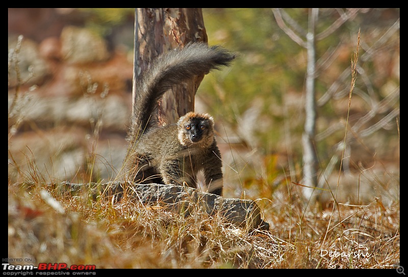 Madagascar: A wilderness experience in the land of Lemurs & Tsingy-antananarivo-lemur-parkcommon-brown.jpg