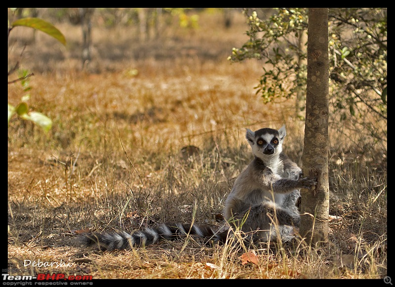 Madagascar: A wilderness experience in the land of Lemurs & Tsingy-antananarivo-lemur-parkring-tailed.jpg