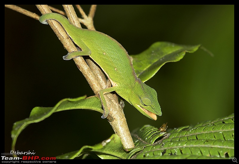 Madagascar: A wilderness experience in the land of Lemurs & Tsingy-andasibe-chameleon-night-prey.jpg