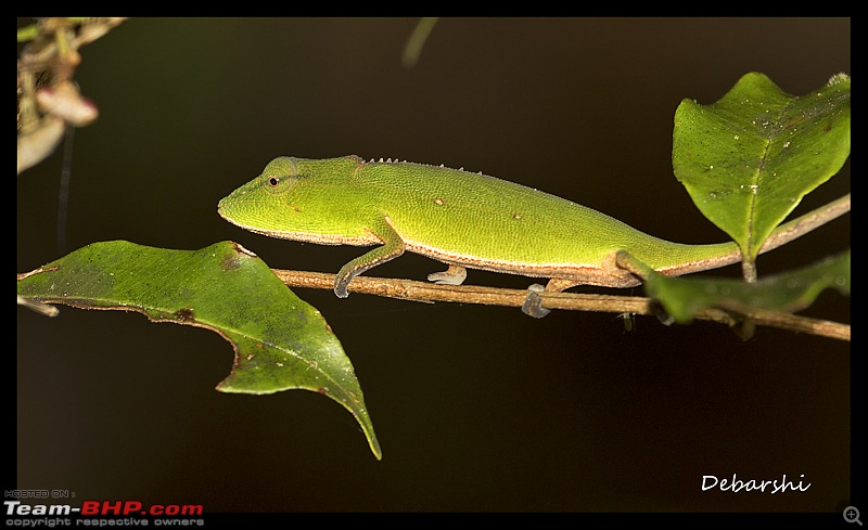 Madagascar: A wilderness experience in the land of Lemurs & Tsingy-andasibe-chameleon-night.jpg