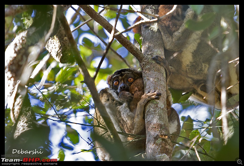 Madagascar: A wilderness experience in the land of Lemurs & Tsingy-andasibe-lemur.jpg