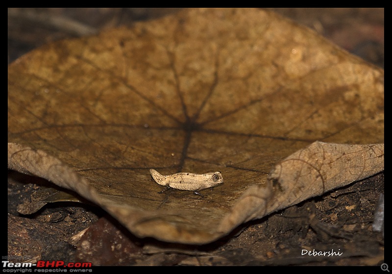 Madagascar: A wilderness experience in the land of Lemurs & Tsingy-nosy-manga-brookesia.jpg