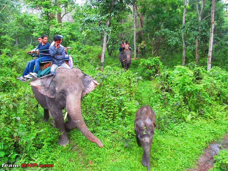 Call of the Wild: 1627 km drive to Jaldapara National Park, Buxa, Jayanti & Phuntsholing (Bhutan)-img_7834.jpg