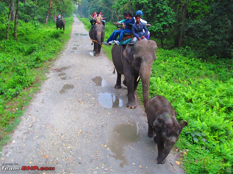 Call of the Wild: 1627 km drive to Jaldapara National Park, Buxa, Jayanti & Phuntsholing (Bhutan)-img_7837.jpg