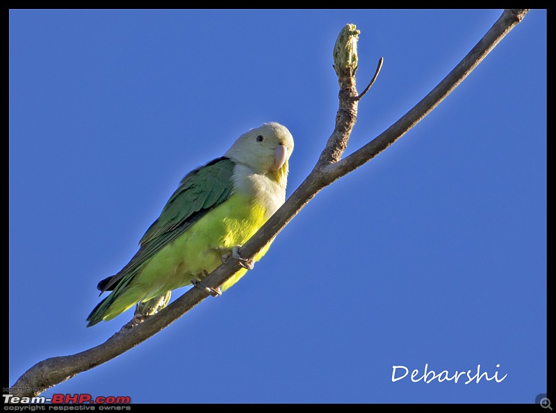 Madagascar: A wilderness experience in the land of Lemurs & Tsingy-ankarana-love-birds.jpg