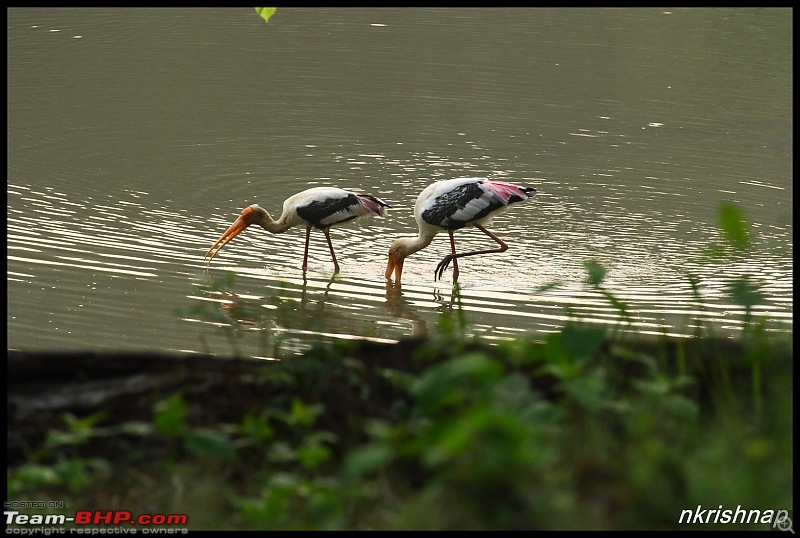 Kabini jungle lodges and resorts, Karapore-img_7878.jpg