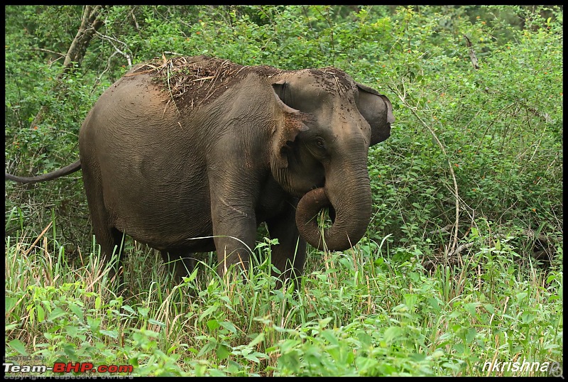 Kabini jungle lodges and resorts, Karapore-img_7898.jpg