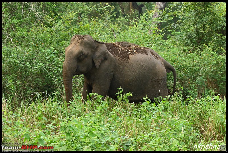 Kabini jungle lodges and resorts, Karapore-img_7904.jpg