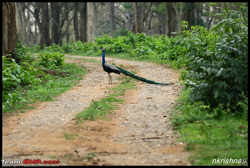 Kabini jungle lodges and resorts, Karapore-img_8015.jpg