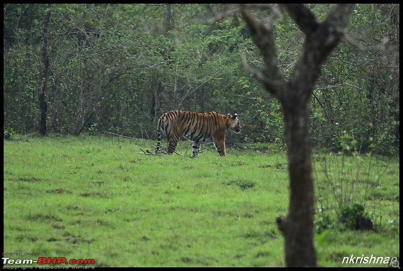 Kabini jungle lodges and resorts, Karapore-img_8320.jpg