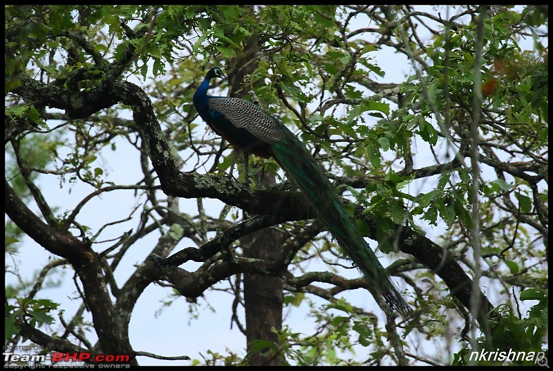 Kabini jungle lodges and resorts, Karapore-img_8494.jpg