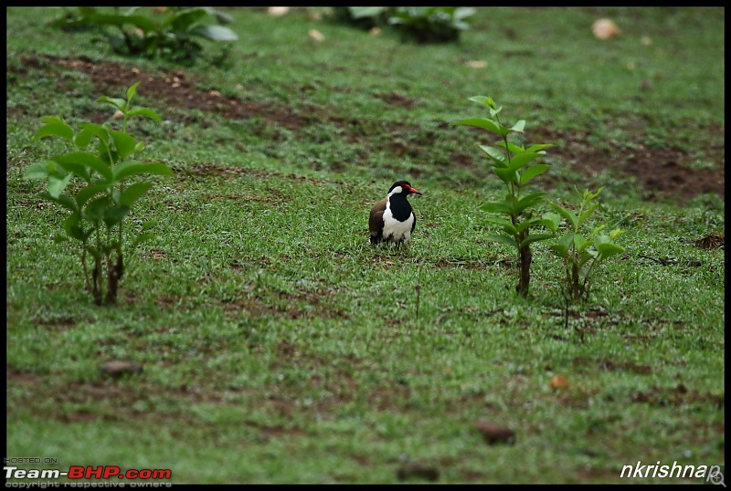 Kabini jungle lodges and resorts, Karapore-img_8586.jpg