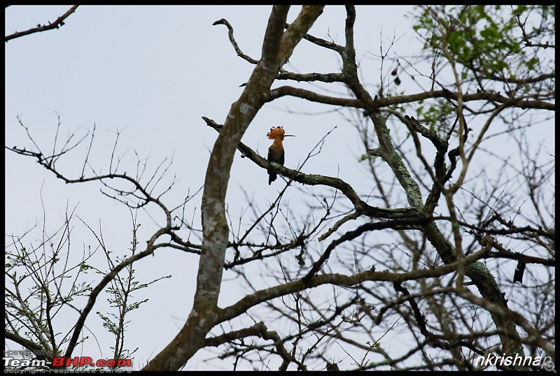 Kabini jungle lodges and resorts, Karapore-img_8611.jpg