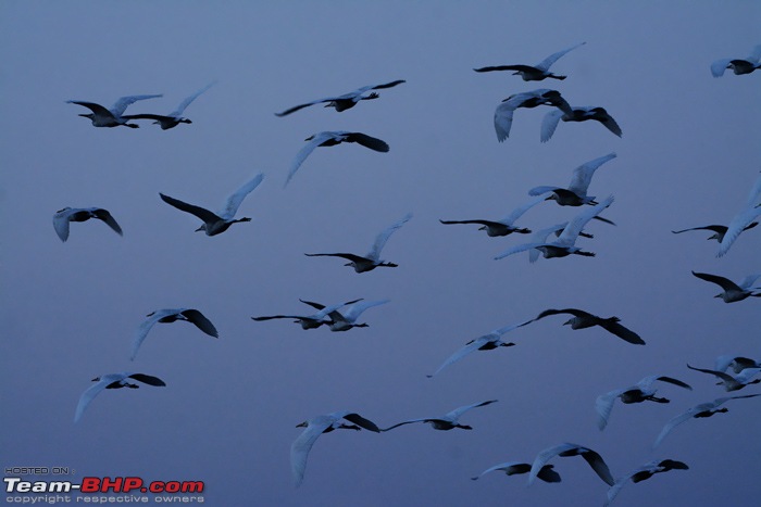 Wildlife in Bangalore : A photologue-dsc_5024_00001.jpg