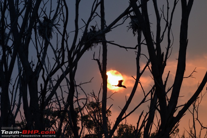 Wildlife in Bangalore : A photologue-dsc_1343_00001.jpg