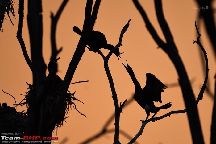 Wildlife in Bangalore : A photologue-dsc_1256_00001.jpg