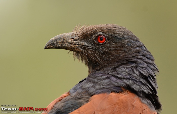 Wildlife in Bangalore : A photologue-dsc_0220.jpg