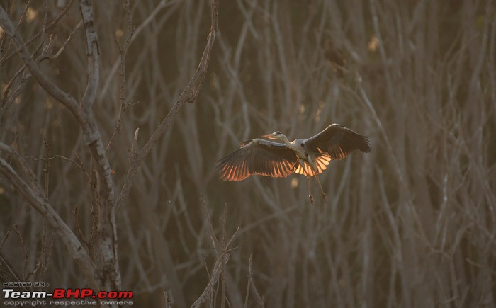 Wildlife in Bangalore : A photologue-dsc_4411_00002.jpg