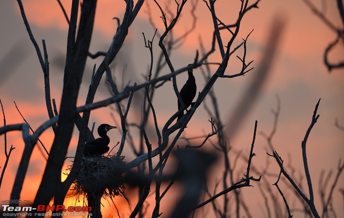 Wildlife in Bangalore : A photologue-dsc_1436_00004.jpg