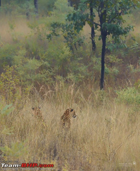 Wildlife in Bangalore : A photologue-nr1_3859_00001.jpg