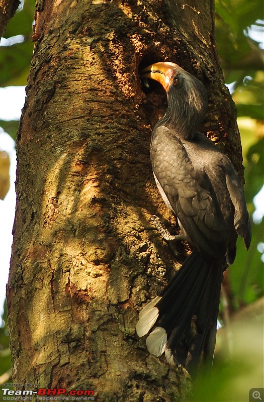 Birding around Mysore - A Photologue-malabar-grey-hornbill2-2.jpg