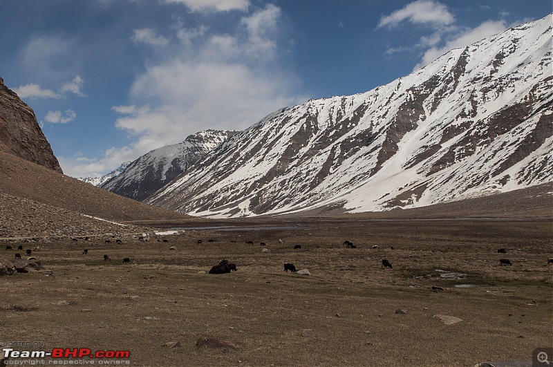 Ladakh'ed in a Tata Safari Storme-karrangkar_24.jpg