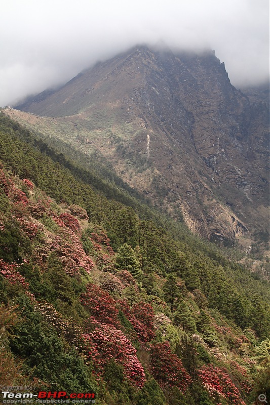Trek to the Everest Base Camp-rhododendron-forest-nepal.jpg