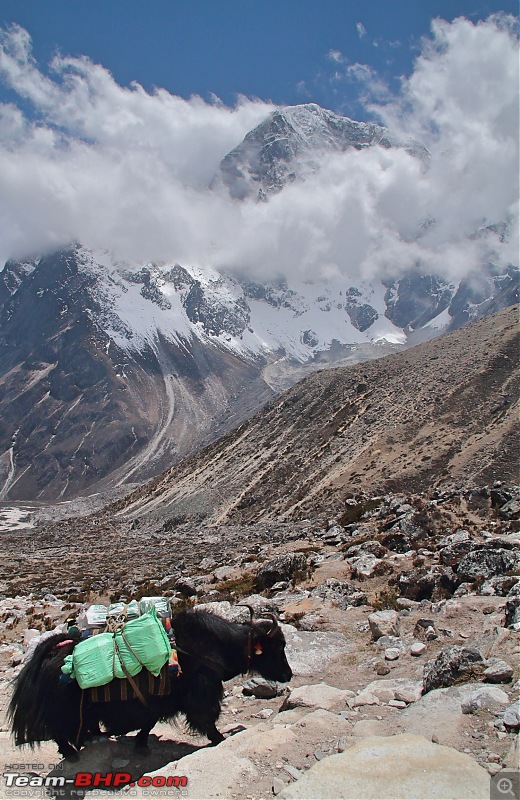 Trek to the Everest Base Camp-yak-mountain.jpg
