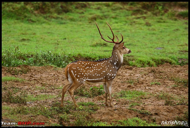 Jungle Retreat Wayanad and Nagarahole-img_9414.jpg