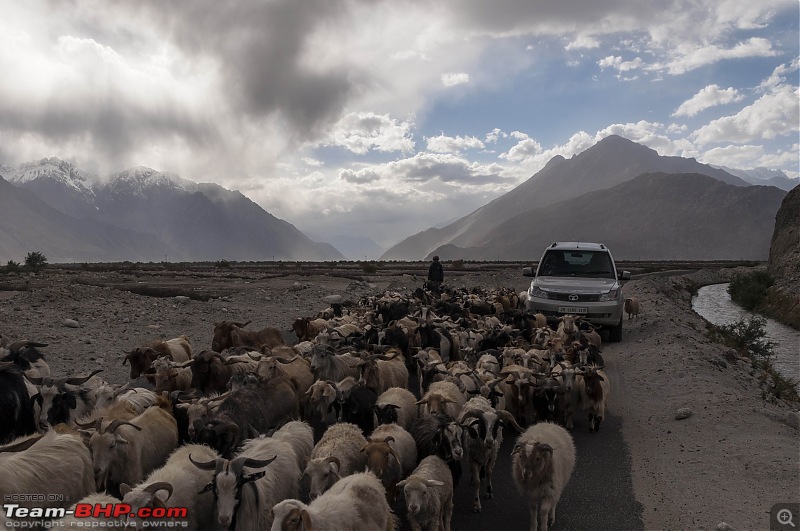 Ladakh'ed in a Tata Safari Storme-thoisebc_12.jpg