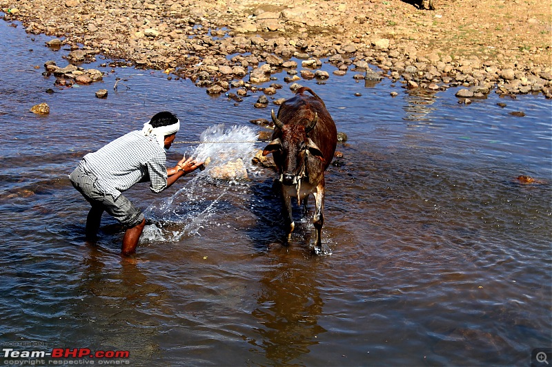 When Google Maps takes you to the road less travelled!-cow-washing.jpg