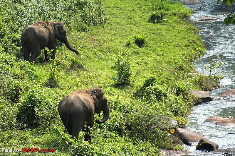 A weekend in Siruvani-elephants-3.jpg